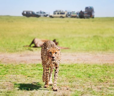 Cheetah walking after feasting on kill clipart