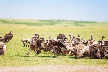 Savannah, akbabalar büyük sürüsü