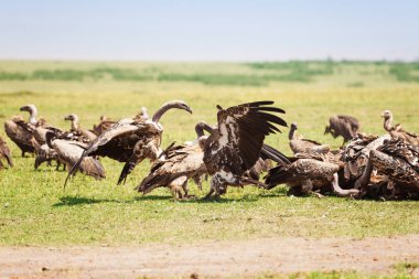 Akbabalar wildebeest karkas kalabalık hayvan sürüsü