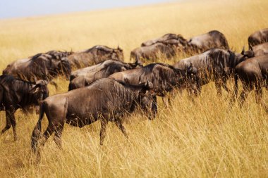 Kenya savana otlatılması öküz sürüsü