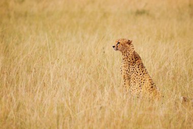 Cheetah sitting in dried grass