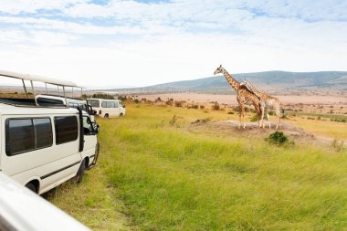 giraffes in Masai Mara National Park clipart
