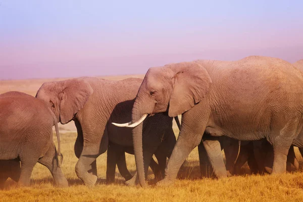 Elefantes africanos caminando al lugar de riego — Foto de Stock