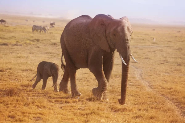 Bezerro elefante andando atrás da mãe — Fotografia de Stock