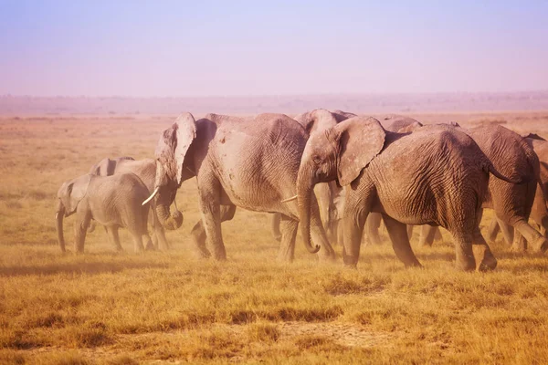 Elefantes africanos caminhando para o lugar de rega — Fotografia de Stock