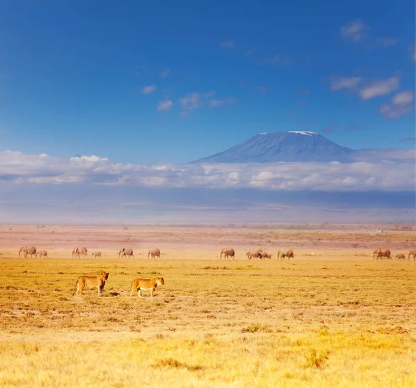 Lions stående på afrikanska savannen — Stockfoto