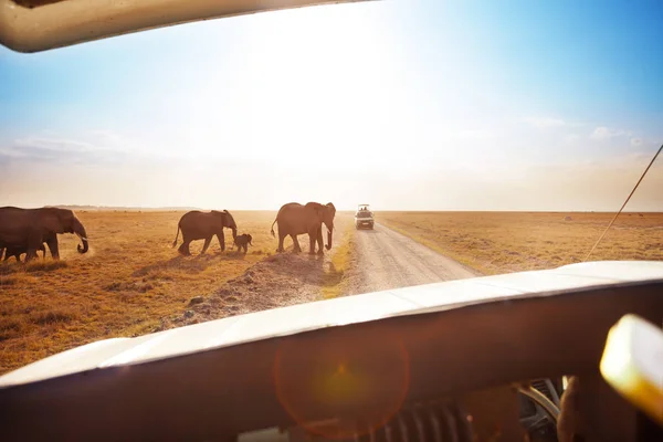Туристы в сафари джип наблюдая слонов — стоковое фото
