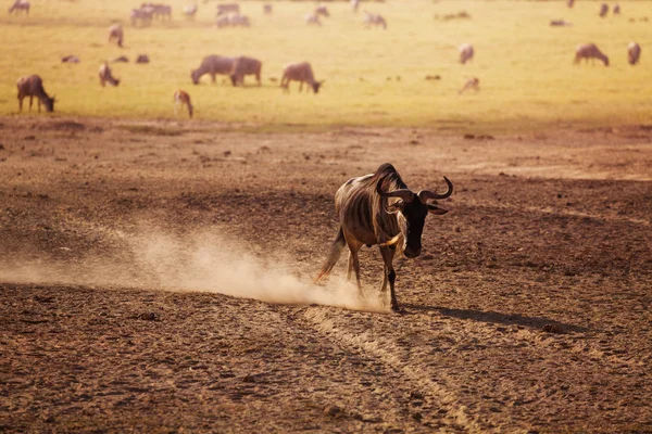 Gnu che camminano verso la savana keniana — Foto Stock