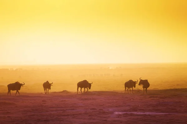 Silhouettes of wildebeests over sunset savannah — Stock Photo, Image