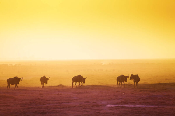 silhouettes of wildebeests over sunset savannah