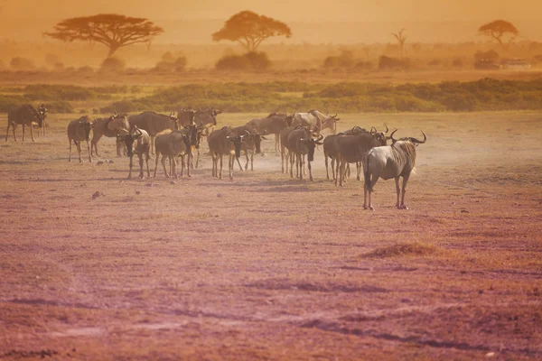 블루 wildebeests의 큰 무리 — 스톡 사진