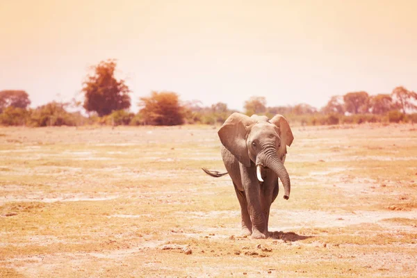 Elephant walking in Kenyan savanna — Stock Photo, Image