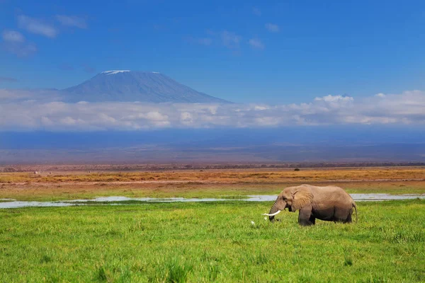Magnífico grande elefante africano — Fotografia de Stock