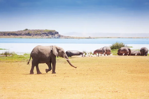 Afrikaanse olifant wandelen in de buurt van de plaats van de watering — Stockfoto