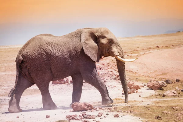 Afrikaanse olifant wandelen in savannah — Stockfoto