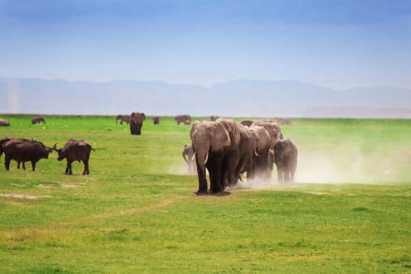 African elephants walking in Kenyan savannah