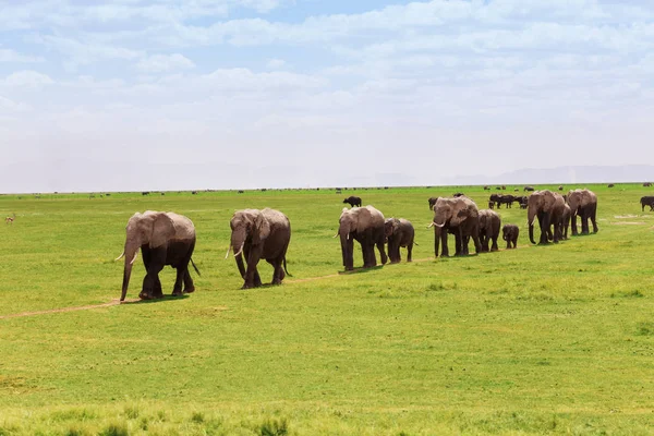 Африканские слоны движутся к болотам — стоковое фото
