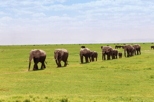 African elephants moving towards swamps