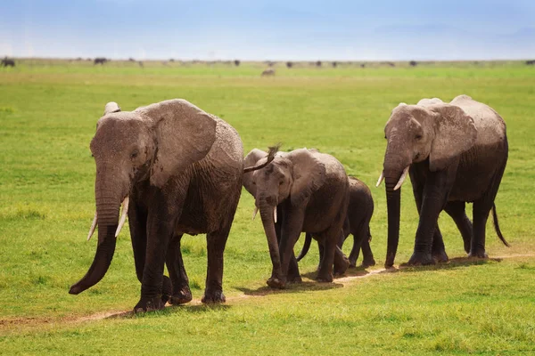 Afrikanische Elefanten laufen in Richtung Sümpfe — Stockfoto