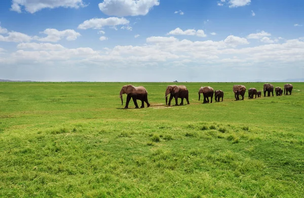 Κοπάδι των ελεφάντων περπάτημα στα λιβάδια — Φωτογραφία Αρχείου