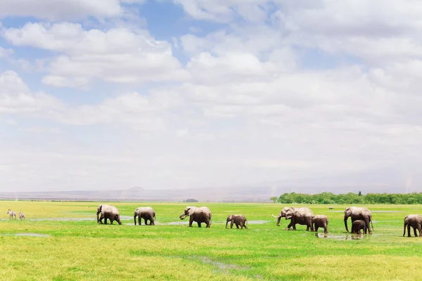 Manada de elefantes africanos con cachorros caminando — Foto de Stock