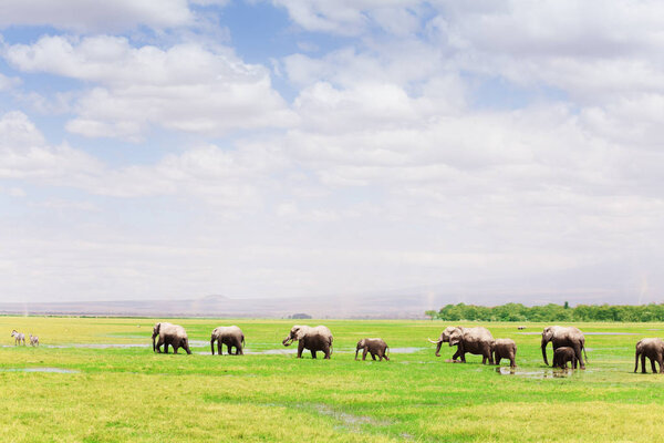 A big herd of African elephants with cubs walking in single file, Amboseli National Park, Kenya