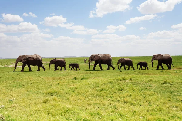 Sloni rodinné procházky podél lučiny — Stock fotografie