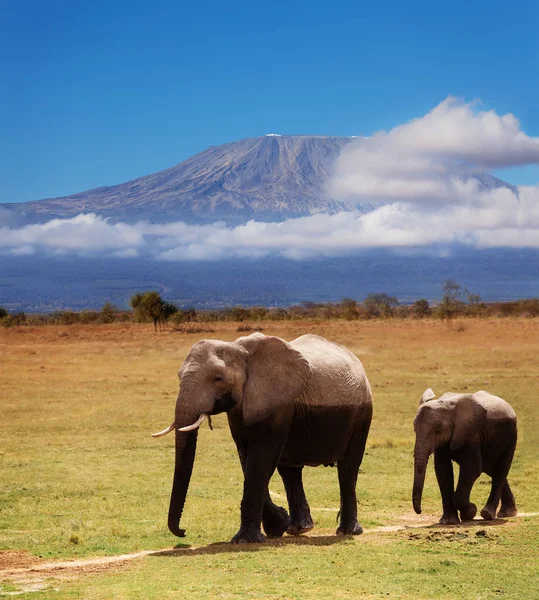 非洲大象与小牛被泥石流覆盖 — 图库照片