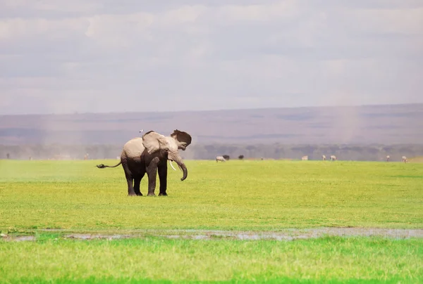 Elefante africano grande con orejas aleteando — Foto de Stock