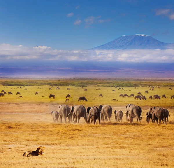 Leão africano a vigiar elefantes e gnus — Fotografia de Stock