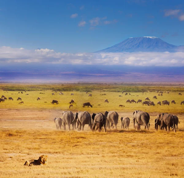 León africano vigilando elefantes y ñus — Foto de Stock