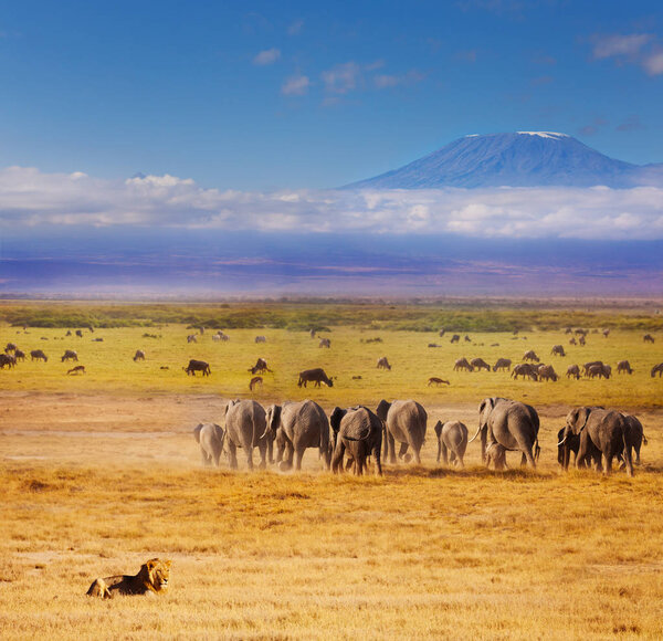 African lion watching over elephants and wildebeests