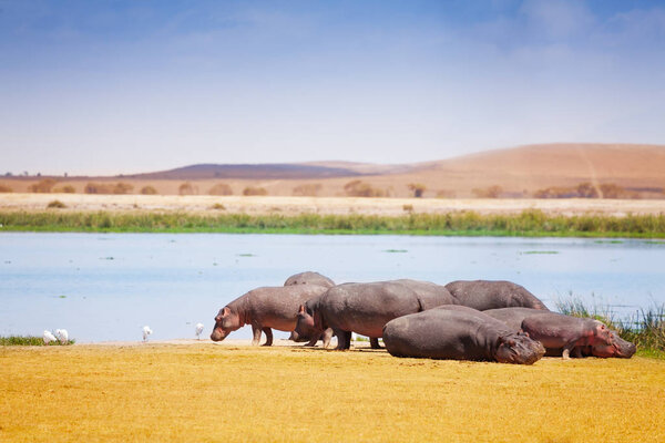 Group of hippopotamus near lake