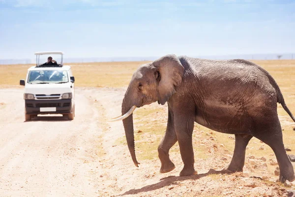 Turista em jipe tirar fotos de elefante — Fotografia de Stock