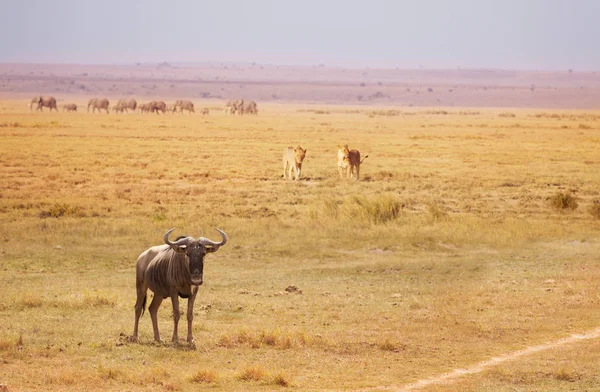 Två lionesser avslutande wildebeest — Stockfoto