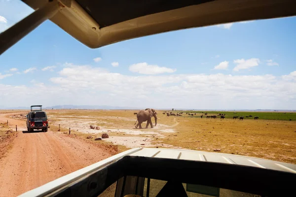 Tourists on game drive looking at elephant — Stock Photo, Image