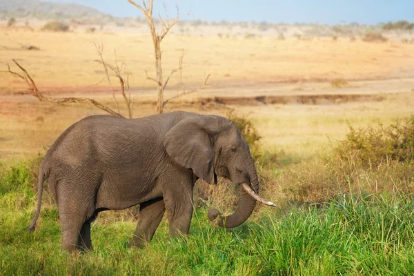Kenya savannah otlatma fil — Stok fotoğraf