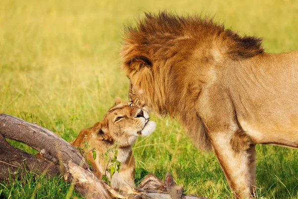 Beautiful lion and lioness cuddling — Stock Photo, Image