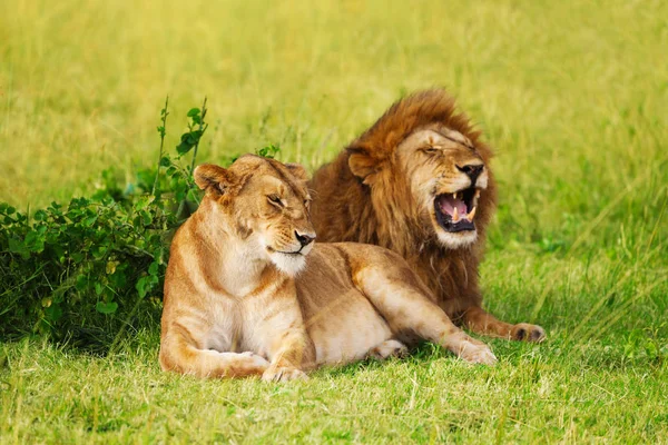 Leão e leoa descansando no parque de safári — Fotografia de Stock