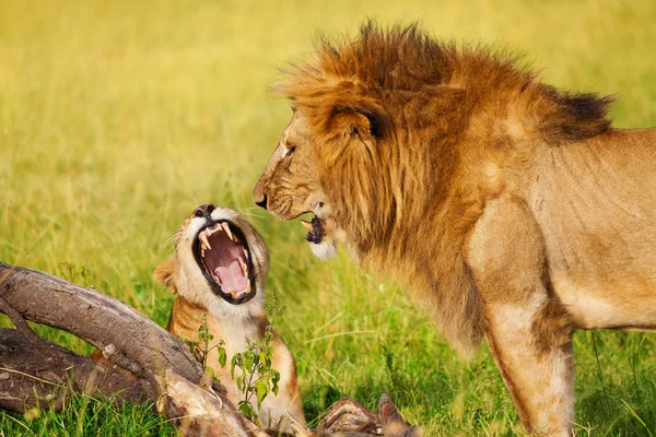 Brullende leeuw en Leeuwin bij savannah — Stockfoto