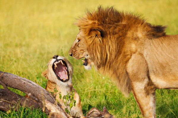 Beautiful roaring lion and lioness having rest at African savannah