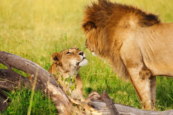 Leona tendida y mirando al león — Foto de Stock