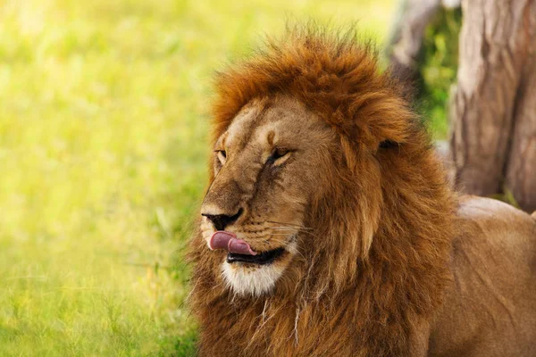 Old lion licking lips — Stock Photo, Image