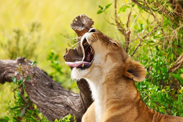 Açık ağız ile yorgun dişi aslan — Stok fotoğraf