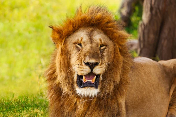 Doğa üzerinde açılan ağzı ile aslan — Stok fotoğraf