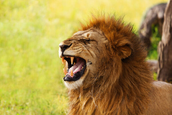 Side view portrait of an old yawning lion on nature background