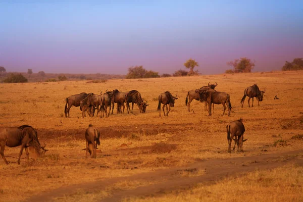 Herd of wildebeests during Great Migration — Stock Photo, Image