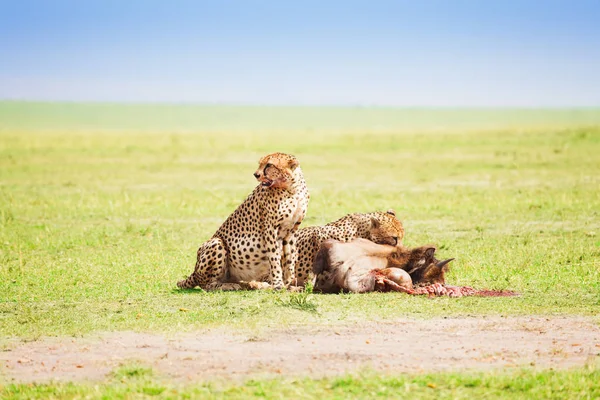 Cheetahs eating carcass of wildebeest — Stock Photo, Image