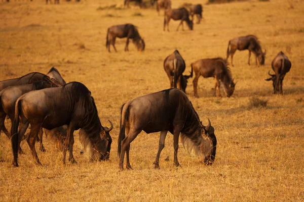 Grande manada de gnus pastando — Fotografia de Stock