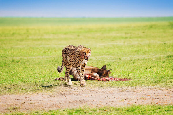African cheetah after feasting on wildebeest